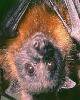 fruitbat2.jpg