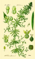 Galium_aparine_b.jpg