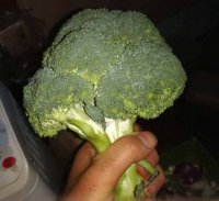 broccoli2.jpg