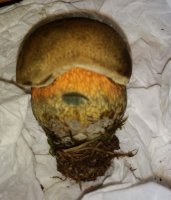 boletus.jpg