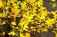 forsythia2.jpg