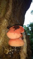 mysteryoakfungus.jpg