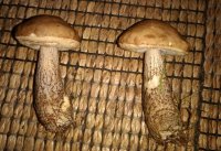 birchboletes.jpg