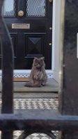 hernehillcat.jpg