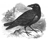 Natural_History_Birds_-_Raven.jpg