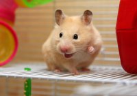 hamster-language.jpg