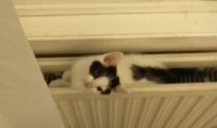 kitten 20th oct in radiator.jpg