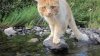 wading cats 072.jpg