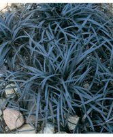 ophiopogon.jpg