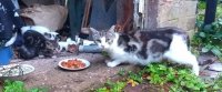 shed kittens 28th sept (2).jpg