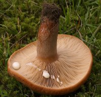 800px-2007-07-09_Lactarius_quietus_2.jpg