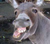 Donkey-face.jpg