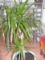 med-dracaena-marginata-visoflora-25495.jpg