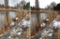 Brockwell Swans.jpg