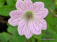 geranium_x_oxonianum_walters_gift.jpg