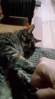 cat.gif