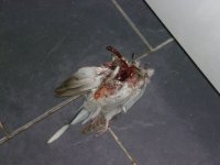 Headless bird April 2018.JPG