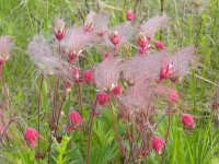 Geum-triflorum-Prairie-Smoke2.jpg