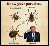 ticks.jpg