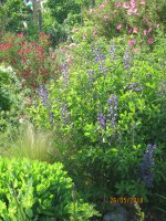 allotment end of may 2018 030.JPG