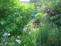 allotment end of may 2018 056.JPG