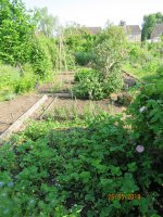 allotment end of may 2018 019.JPG