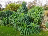 Echiums.jpg