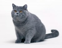 big-british-shorthair-cat-sitting-large-blue-41730755.jpg