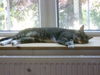 Windowsill sprawled.JPG