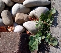 pebbleplant.jpg