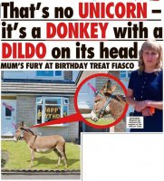 donkey.jpg