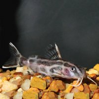 lg89332Synodontisflavitaeniatus.jpg