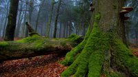 moss-on-tree-1.jpg