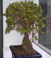 bonsai.jpg