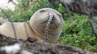 _104696455_4896x36720-seal-eel-brittanydolan.jpg