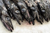 91219108-black-scabbardfish-at-funchal-market-madeira.jpg