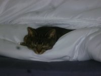 Inner duvet 3.JPG