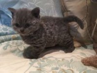 female-curly-selkirk-rex-kitten-ready-december-5803a54fafd4a.jpg