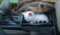 cats-sleeping-weirdest-places-17.jpg