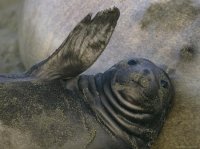 seal 2.jpg