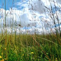 grass-sky.jpg