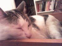 cat in drawer 4.jpg