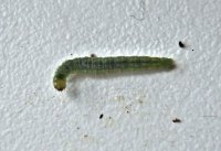 Caterpillar.jpg