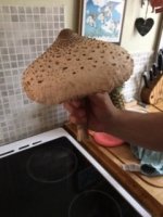 Mushroom Aug 22nd 2019.JPG