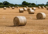 46146761-hay-barrels-in-a-field.jpg