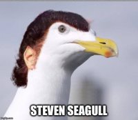 steven-seagull.jpg