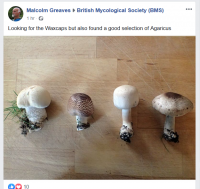 agarics.png