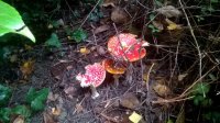 flyagaric.jpg