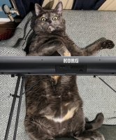 Korg Cat.jpg