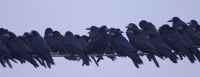 corvid19.png